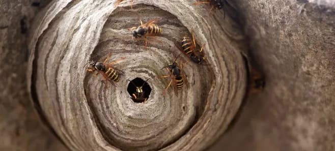 Jak usunąć osy z tarasu? Skuteczne metody i porady na każdą sytuację