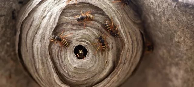 Jak usunąć osy z tarasu? Skuteczne metody i porady na każdą sytuację