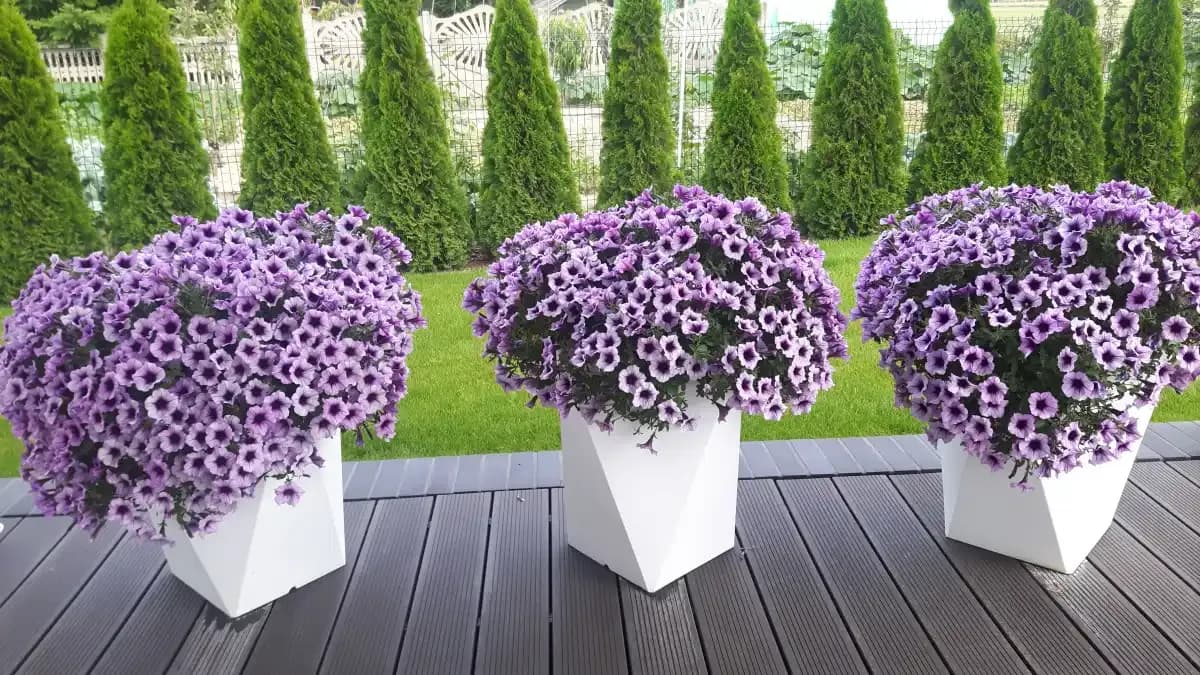 Jakie kwiaty wybrać na taras? Sprawdź idealne rośliny do słońca i cienia