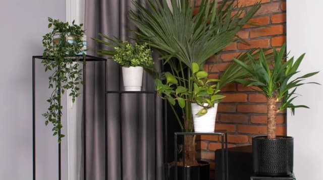 Jakie kwiaty do kwietnika wybrać, by cieszyć oko i łatwo dbać?